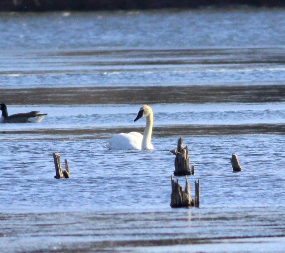 Trumpeter Swan - ML615312500