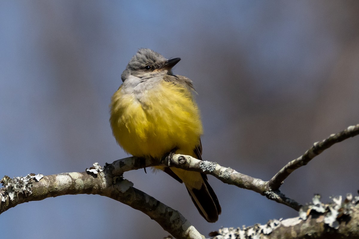 Schmalschnabel-Königstyrann - ML615312516