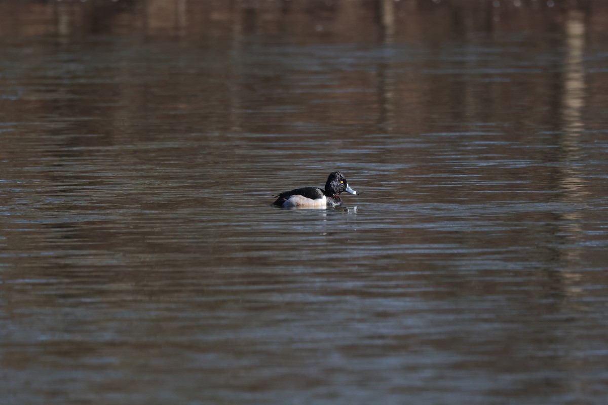 Ring-necked Duck - ML615312529