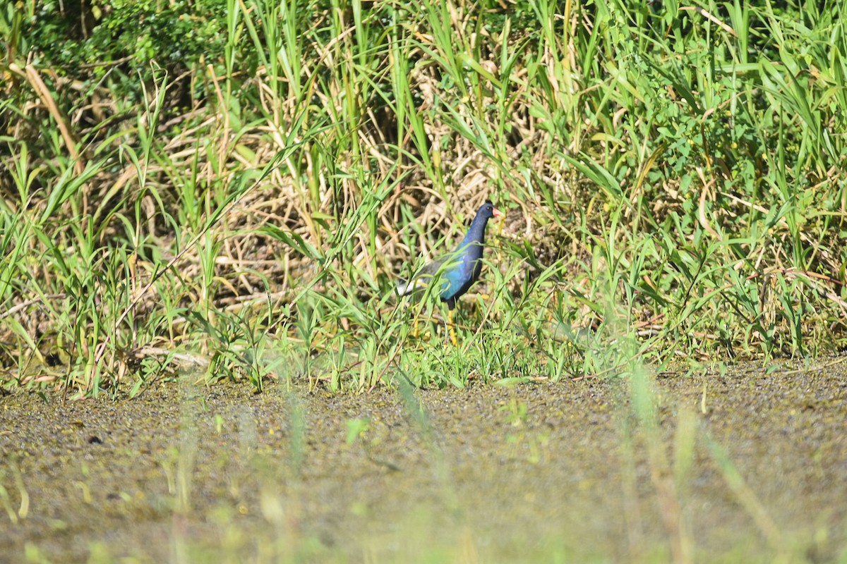 Purple Gallinule - ML615312533