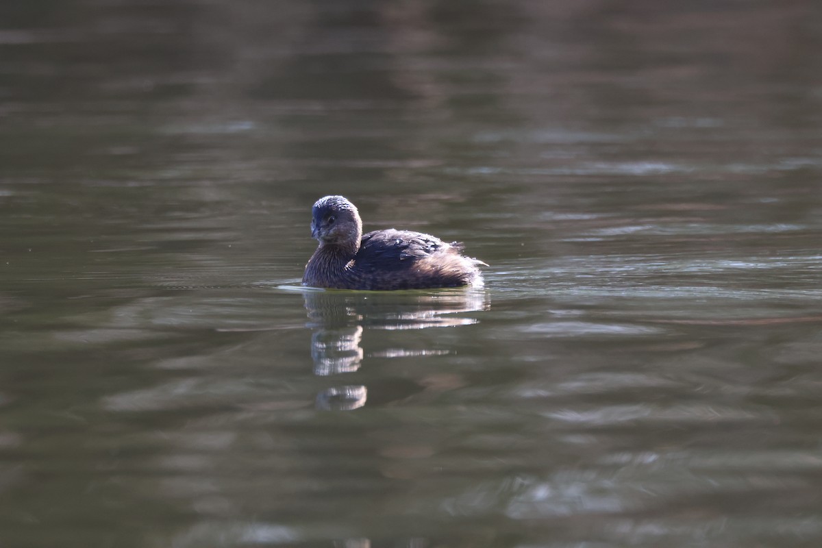 Pied-billed Grebe - ML615312558