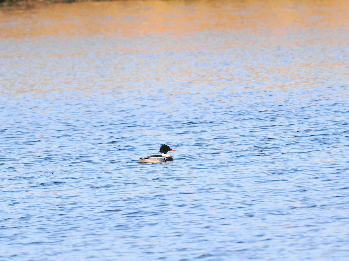 Red-breasted Merganser - ML615312560