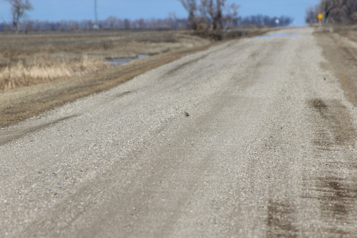 Horned Lark - Janine Eberhart