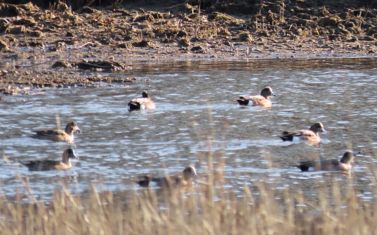 American Wigeon - ML615312638