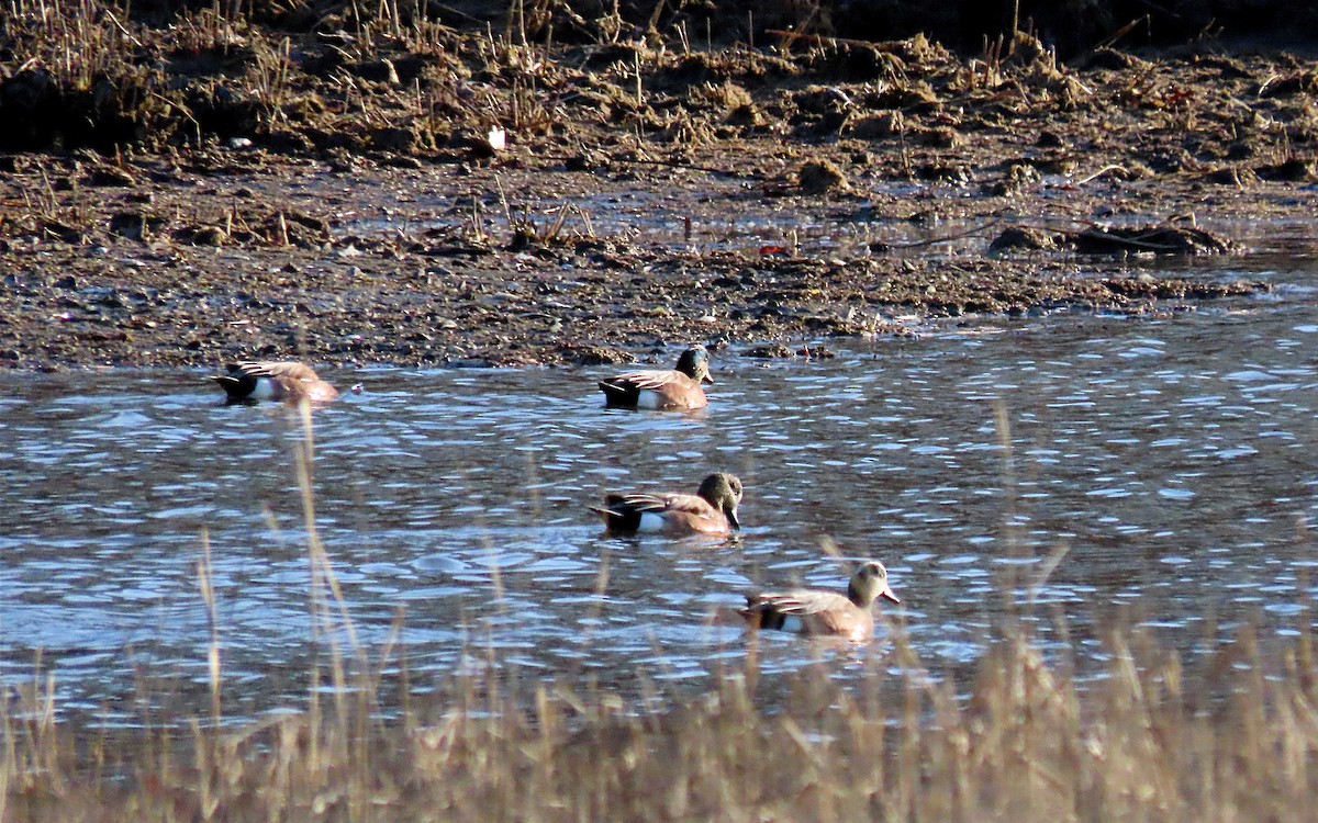 American Wigeon - ML615312639