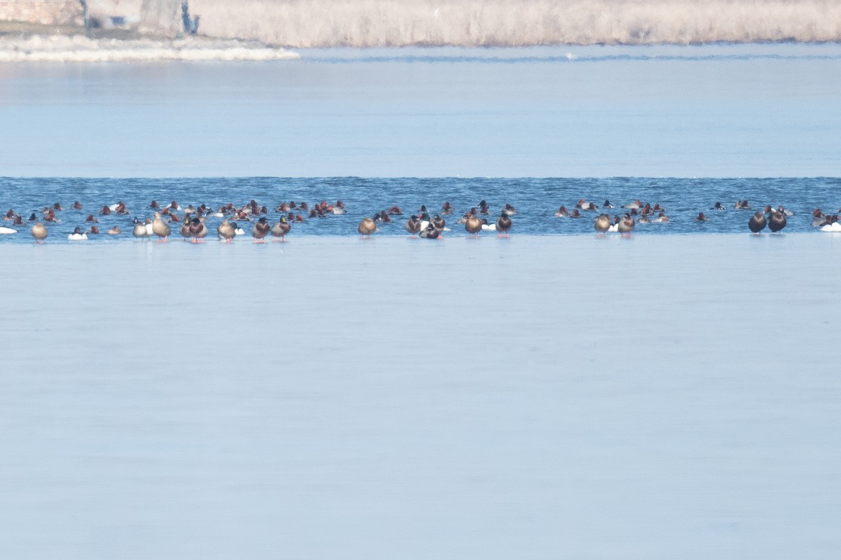 Northern Pintail - ML615312640