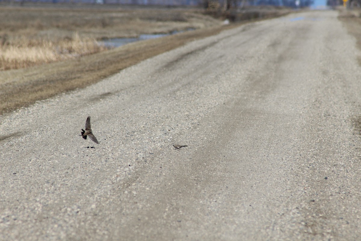 Horned Lark - Janine Eberhart