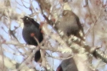 Rusty Blackbird - Trudy Rottino