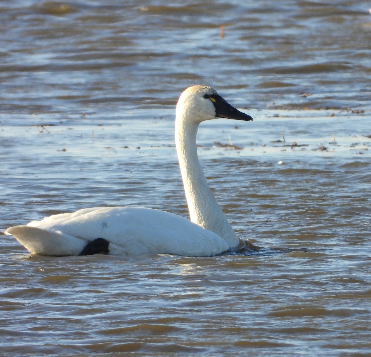Tundra Swan - Anonymous