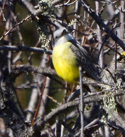 Tropical Kingbird - ML615312837