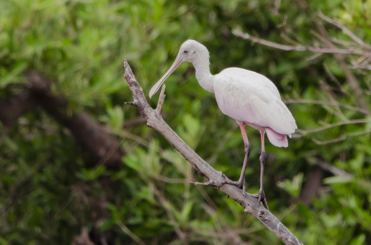 Roseate Spoonbill - ML615312838