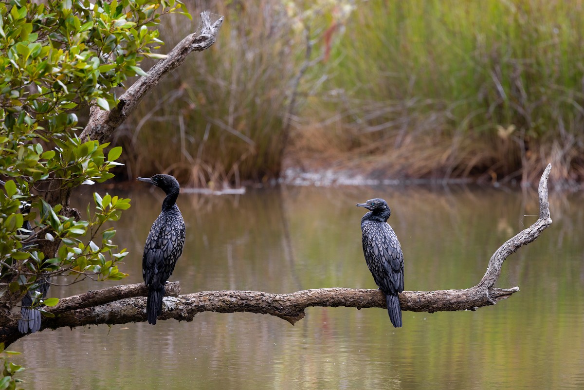 Little Black Cormorant - ML615312853
