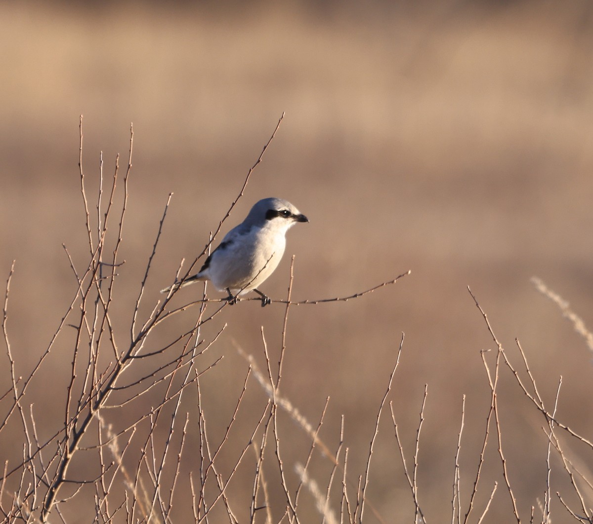 Northern Shrike - Wendy Frasheski