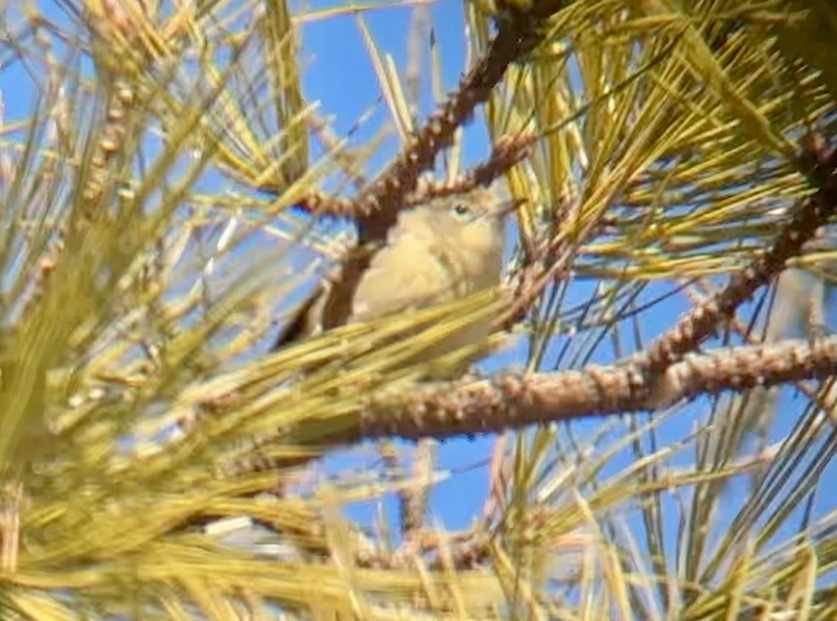 Pine Warbler - Jeff Kenney