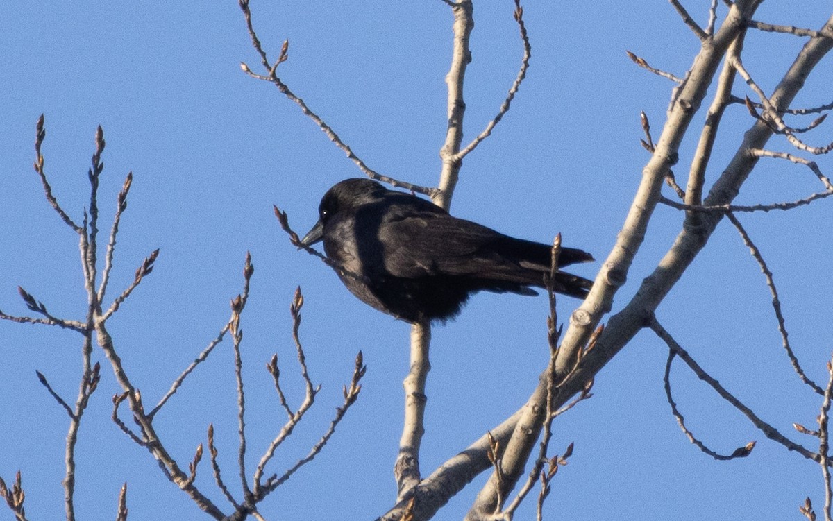 American Crow - ML615312933