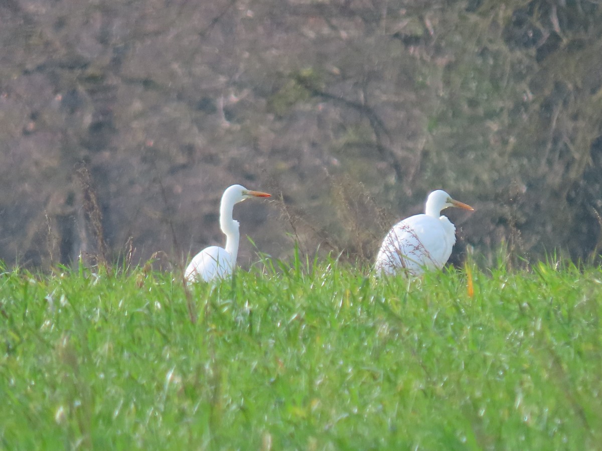 Great Egret - ML615312938