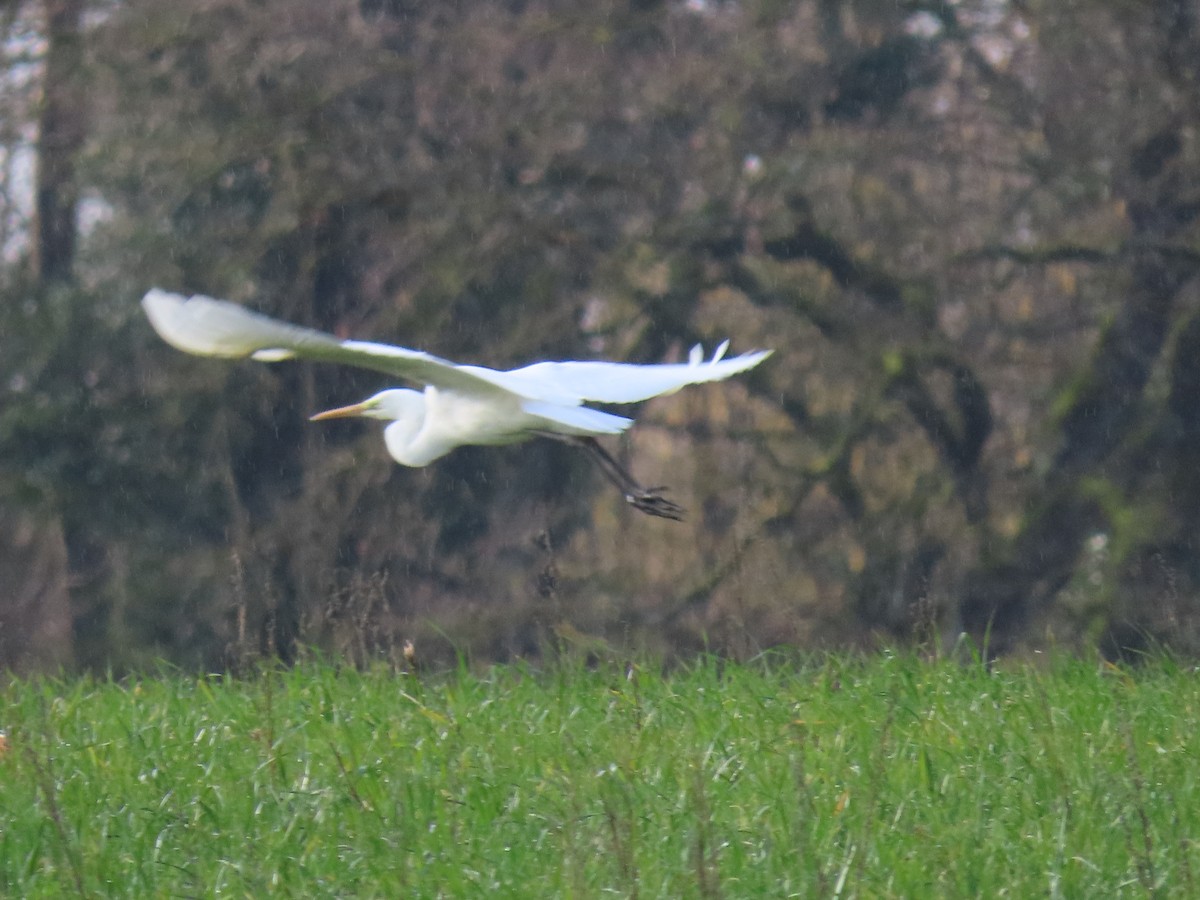 Great Egret - ML615312940