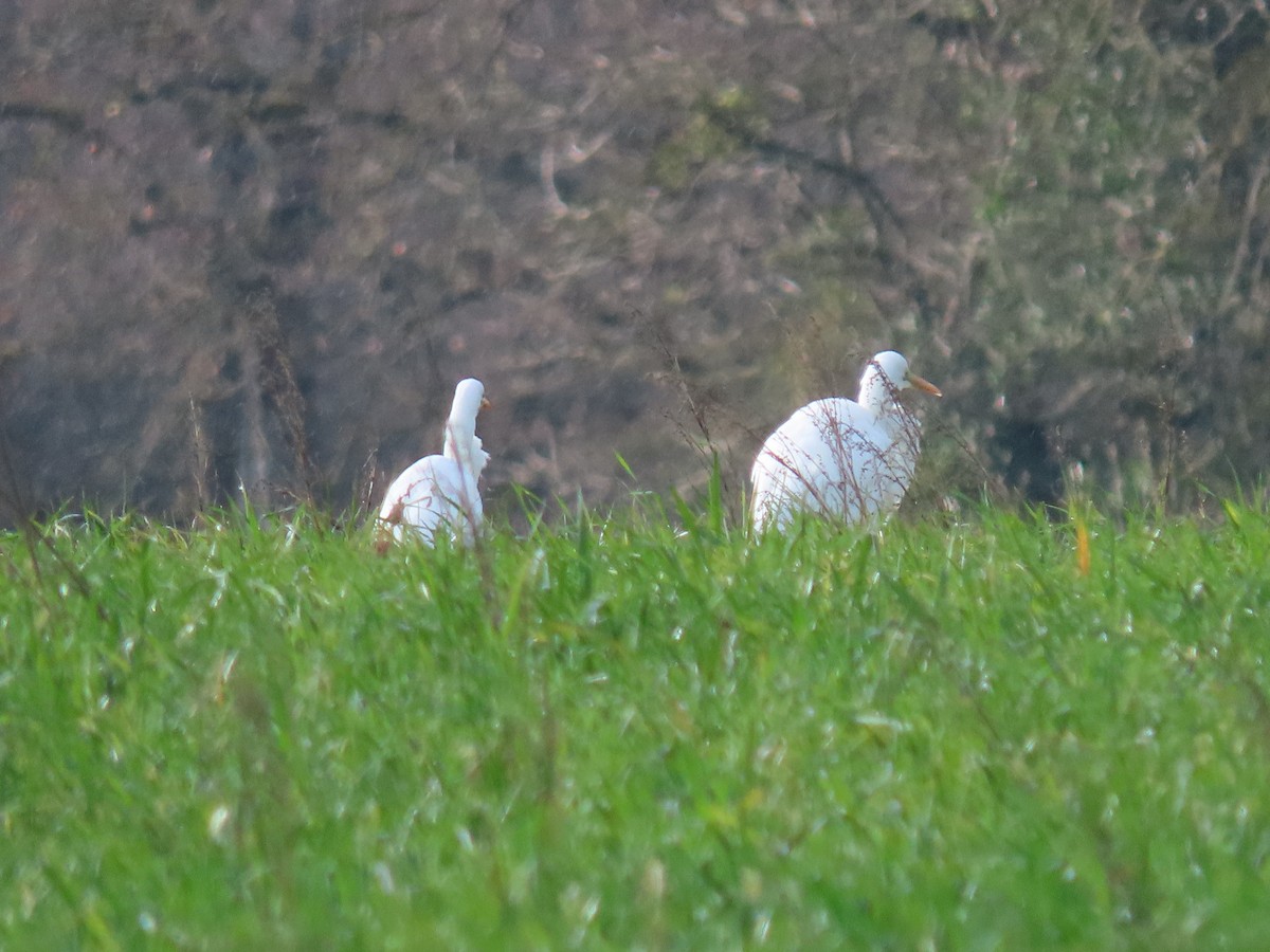 Great Egret - ML615312941