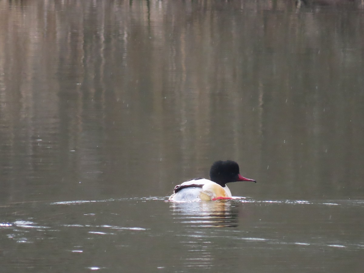 Common Merganser - ML615312948