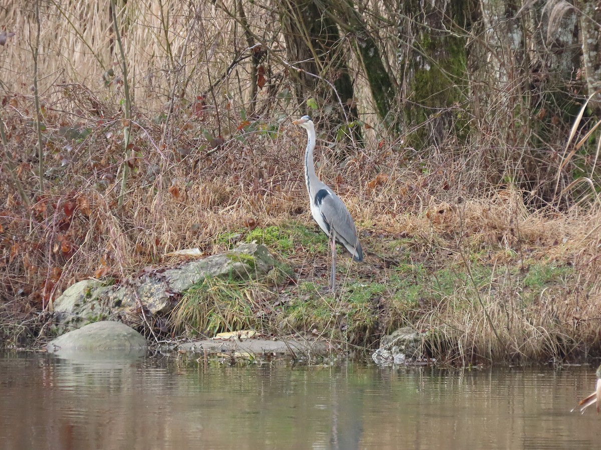 Gray Heron - ML615312961