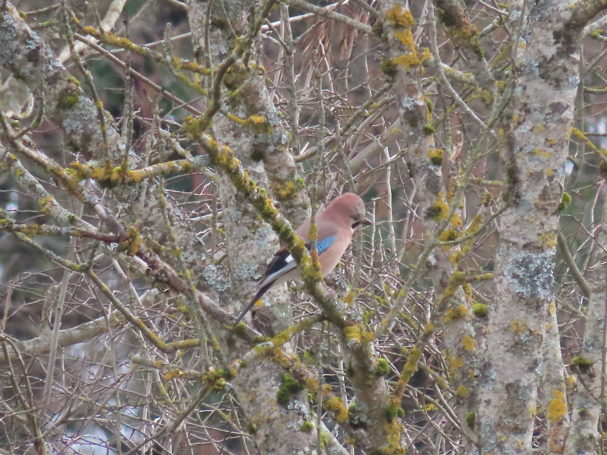 Eurasian Jay - ML615312972