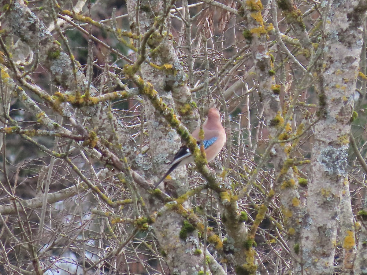Eurasian Jay - ML615312973