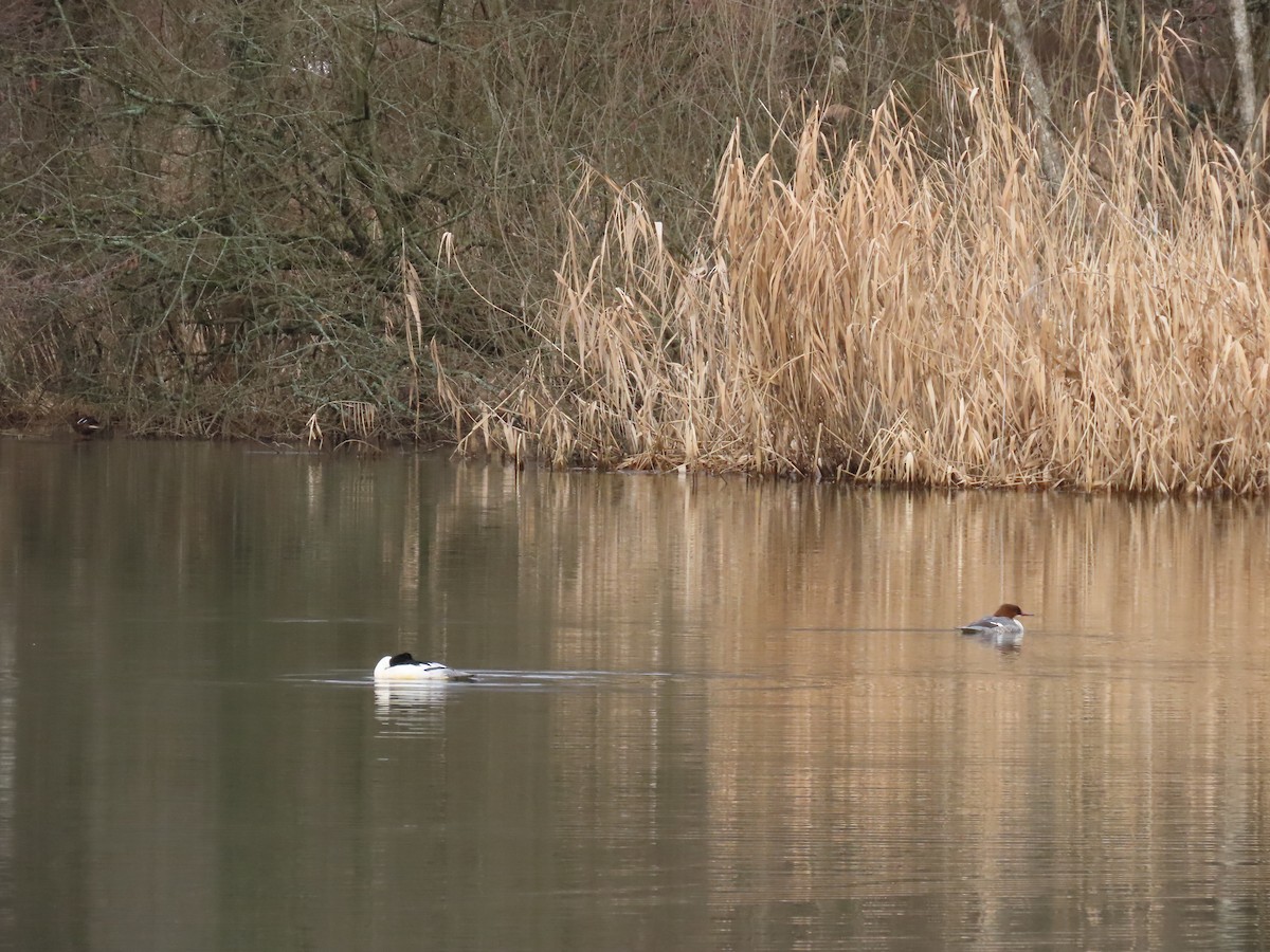Common Merganser - ML615312987