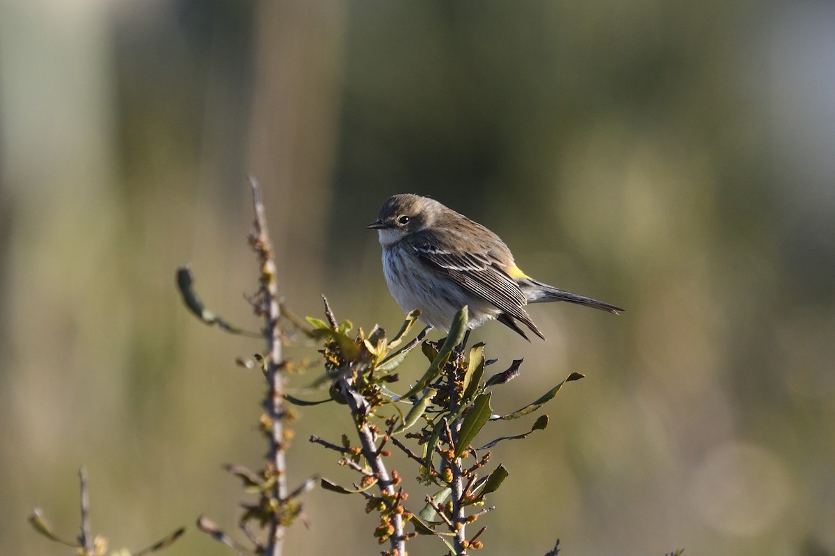 Yellow-rumped Warbler - ML615312994