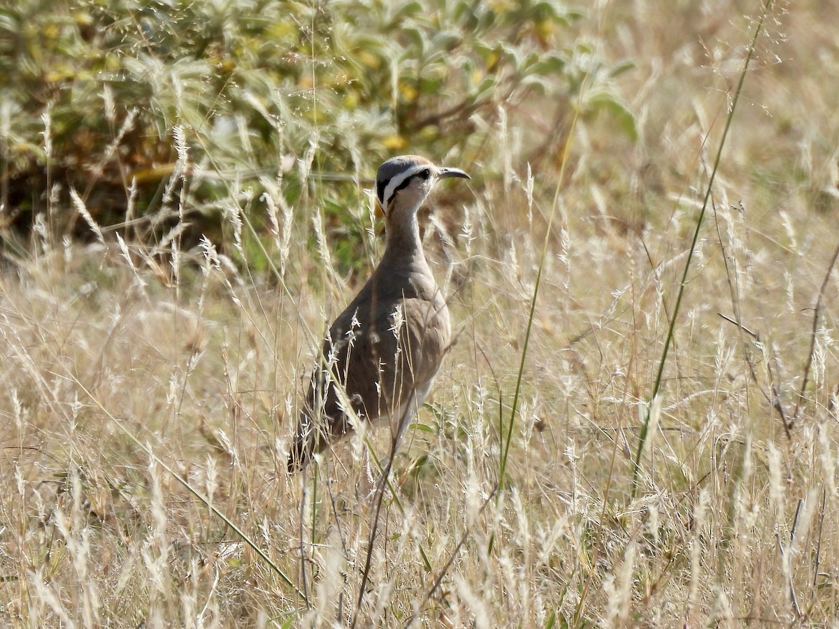 Somali Courser - ML615313008