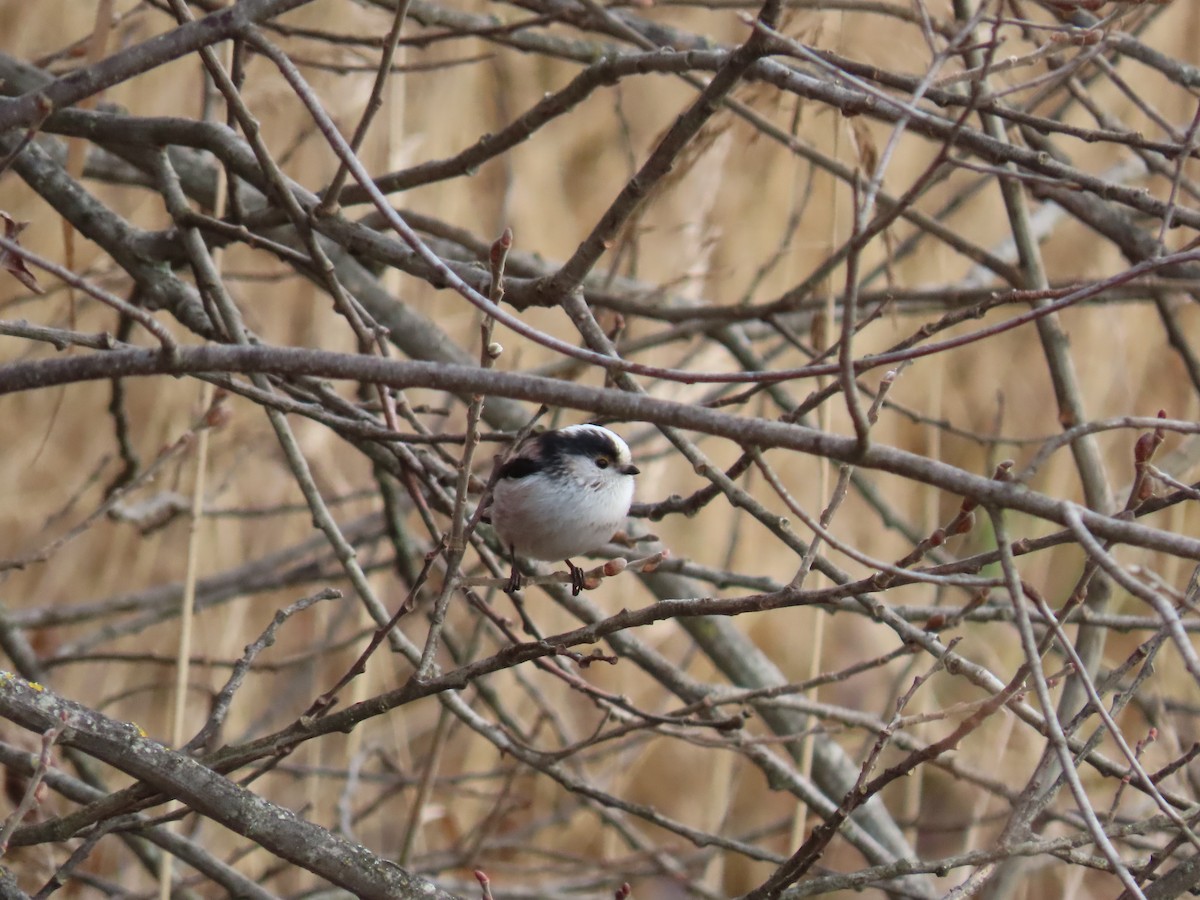 Long-tailed Tit - ML615313034