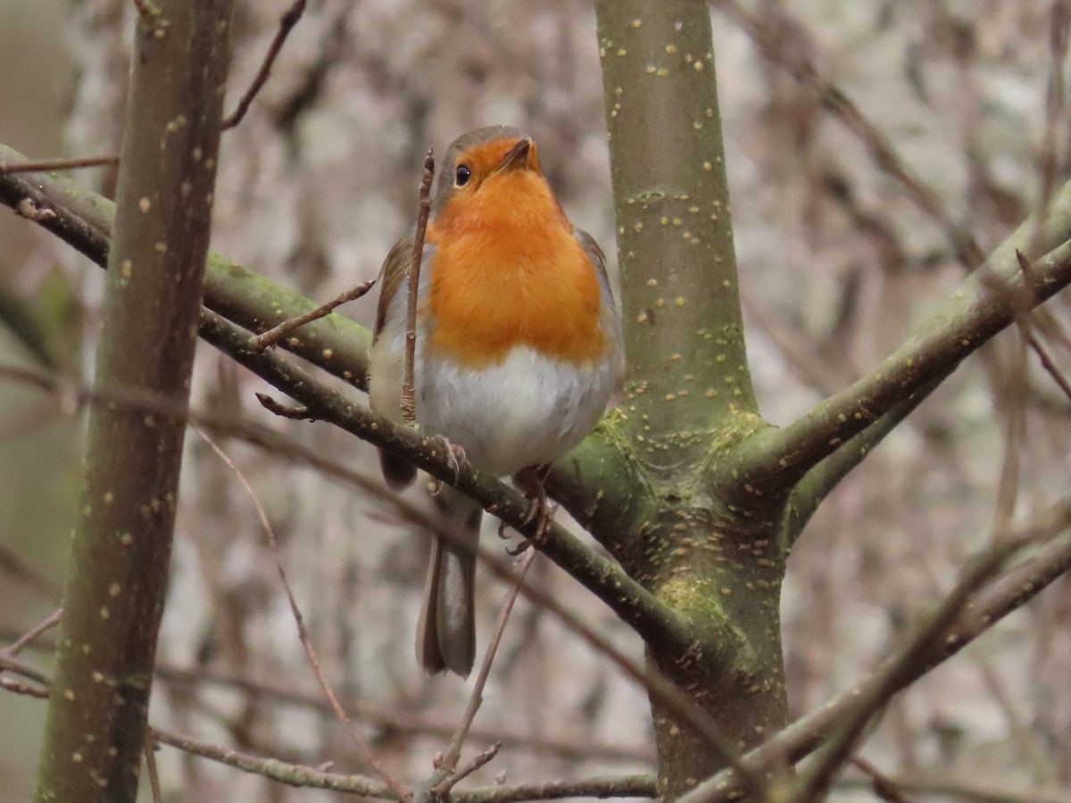 European Robin - ML615313046