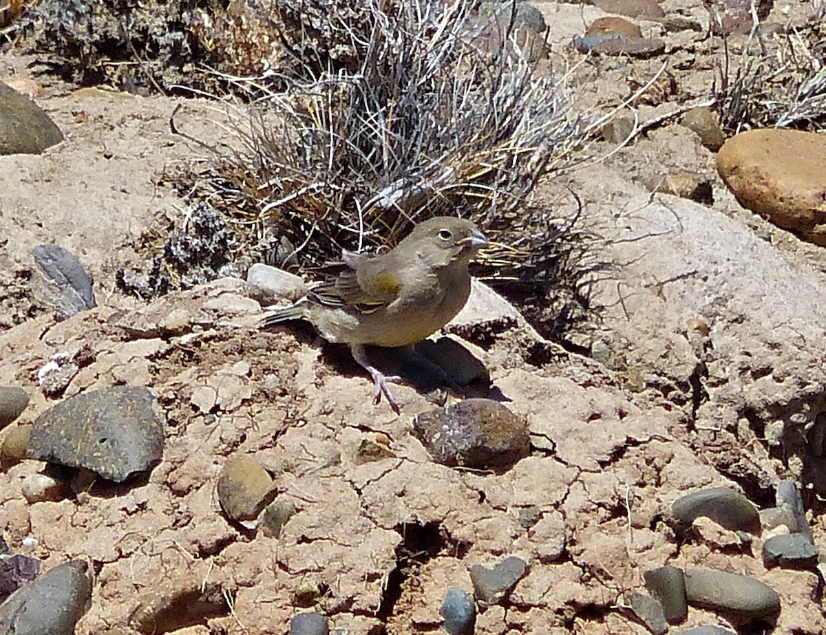 Greater Yellow-Finch - ML615313067