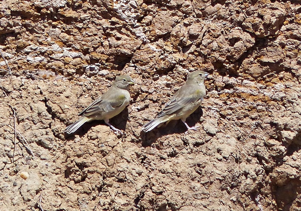 Greater Yellow-Finch - ML615313070