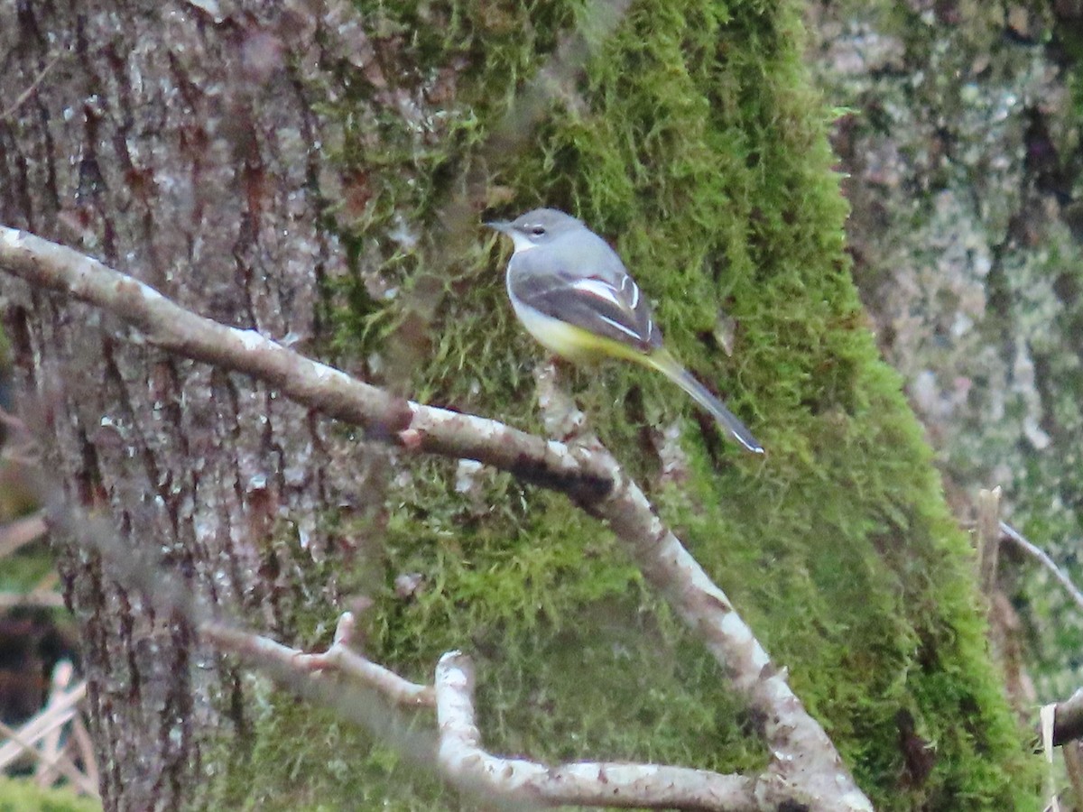 Gray Wagtail - ML615313071