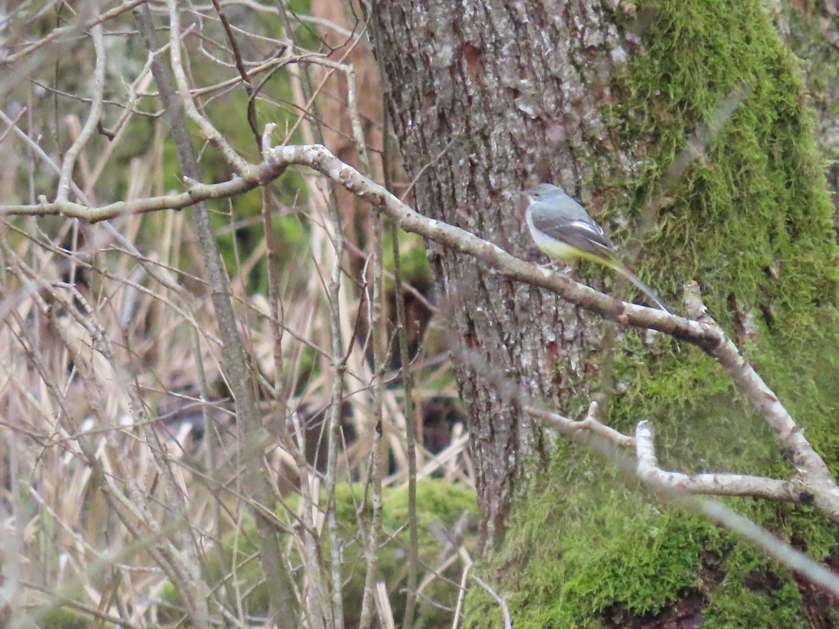Gray Wagtail - ML615313072