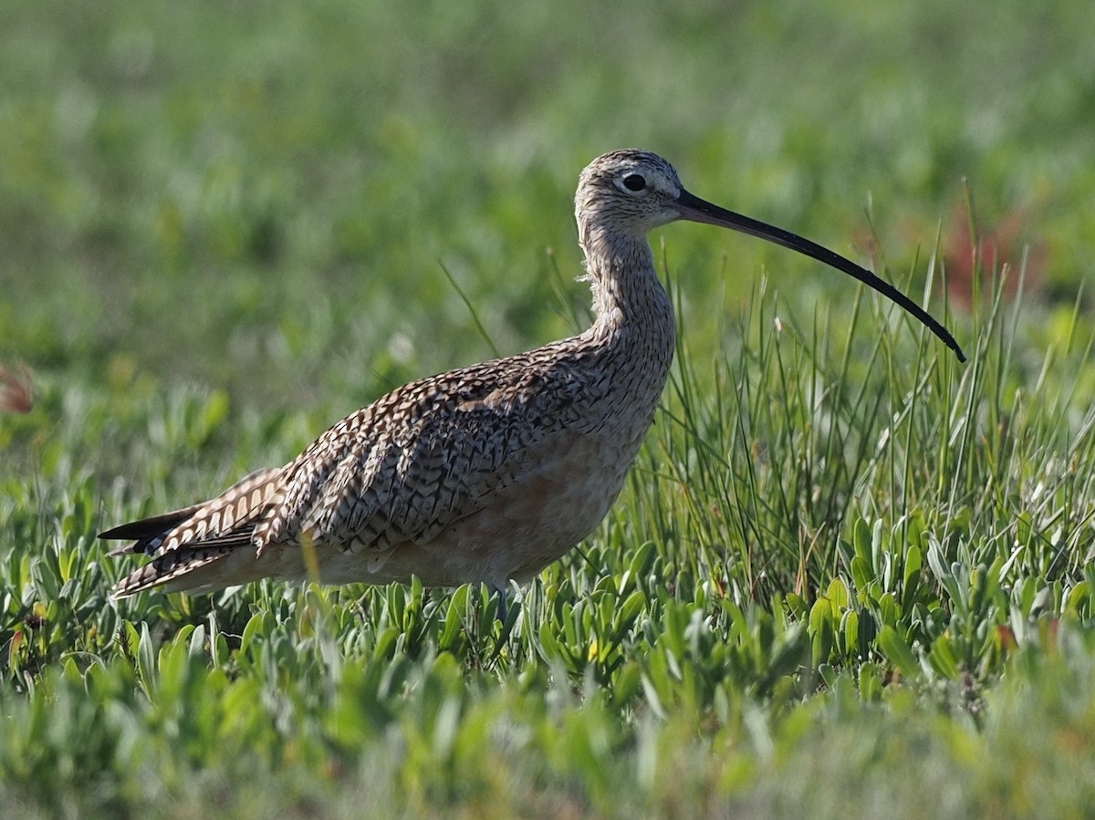 Long-billed Curlew - ML615313110