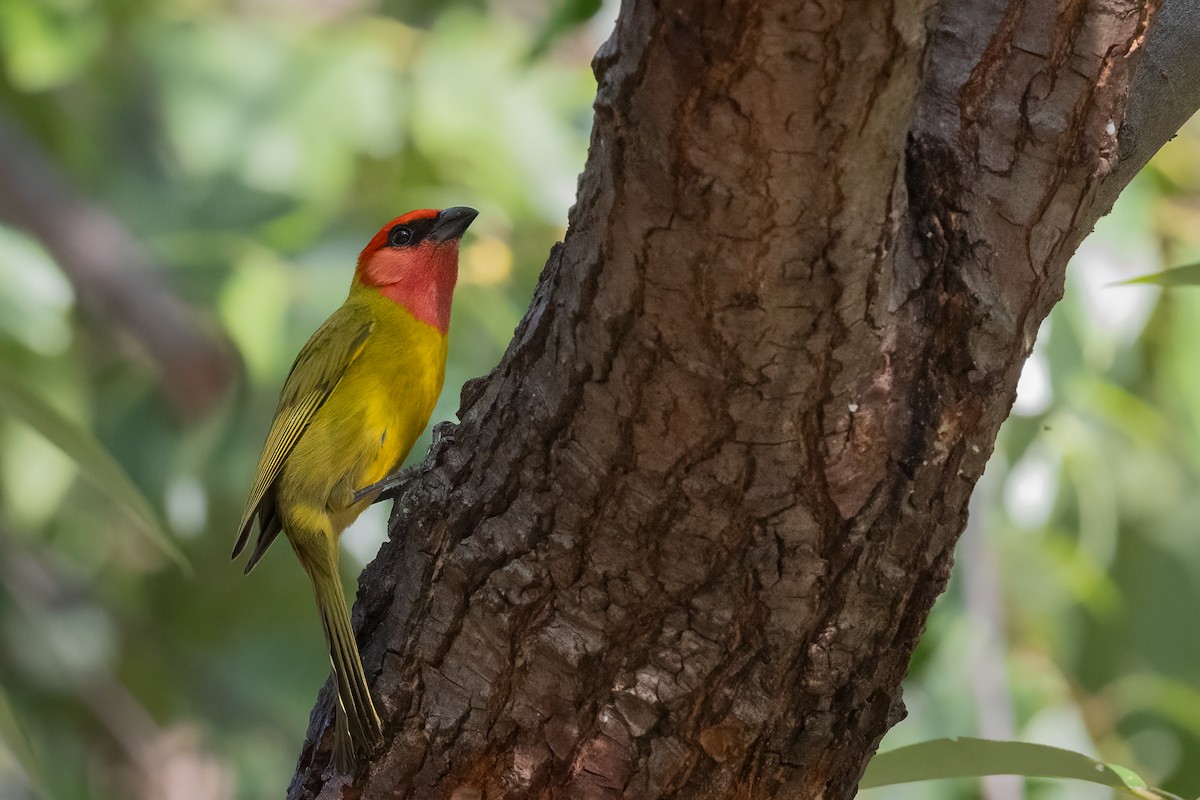 Red-headed Tanager - Sam Wilson