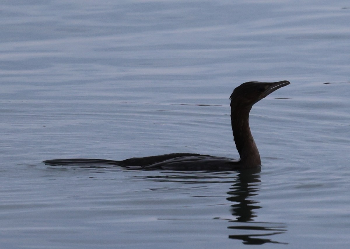 Pygmy Cormorant - ML615313163