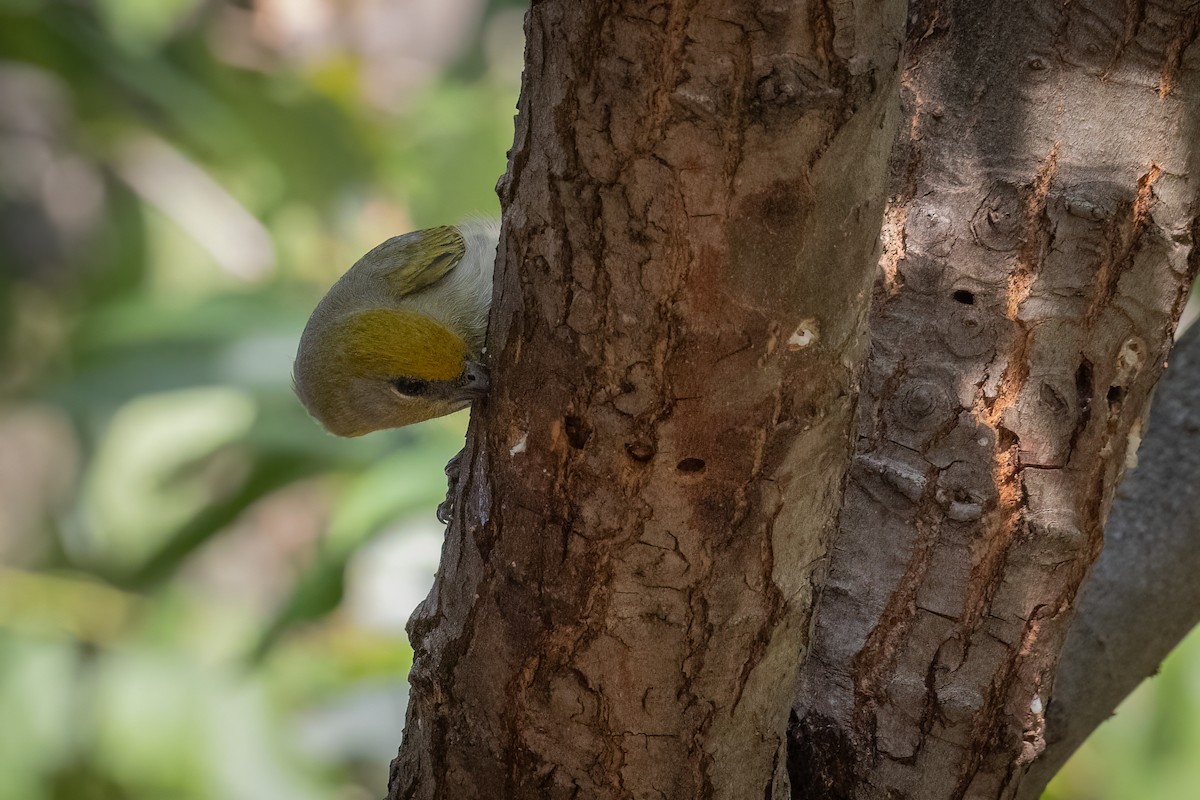 Red-headed Tanager - Sam Wilson