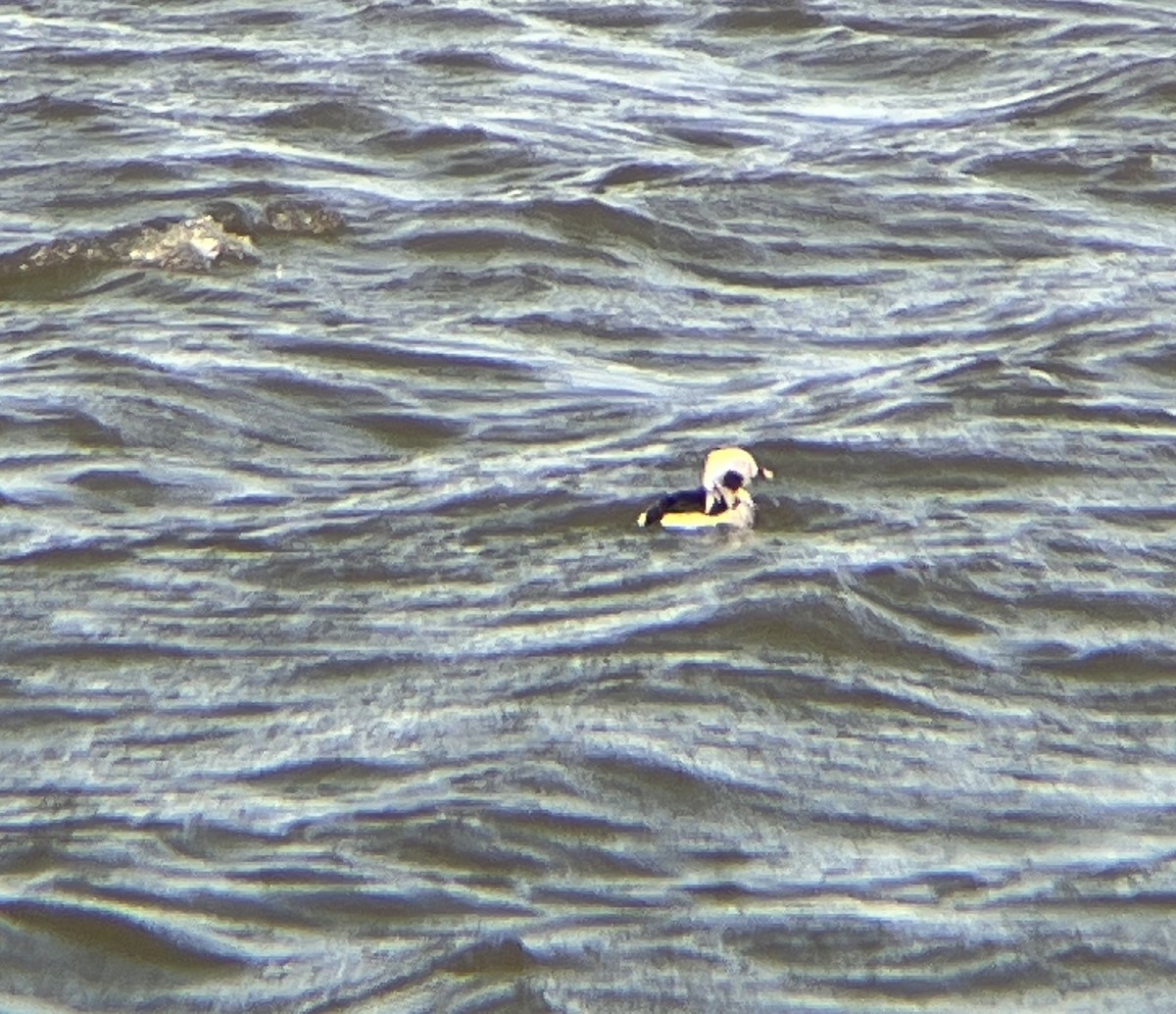 Long-tailed Duck - ML615313187