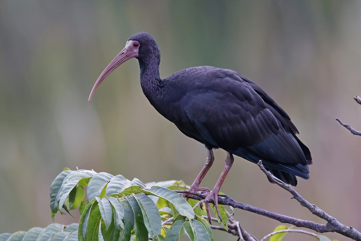 Bare-faced Ibis - ML615313205