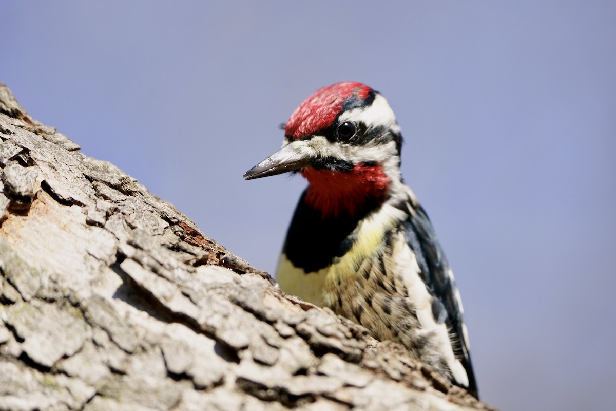 Yellow-bellied Sapsucker - ML615313263