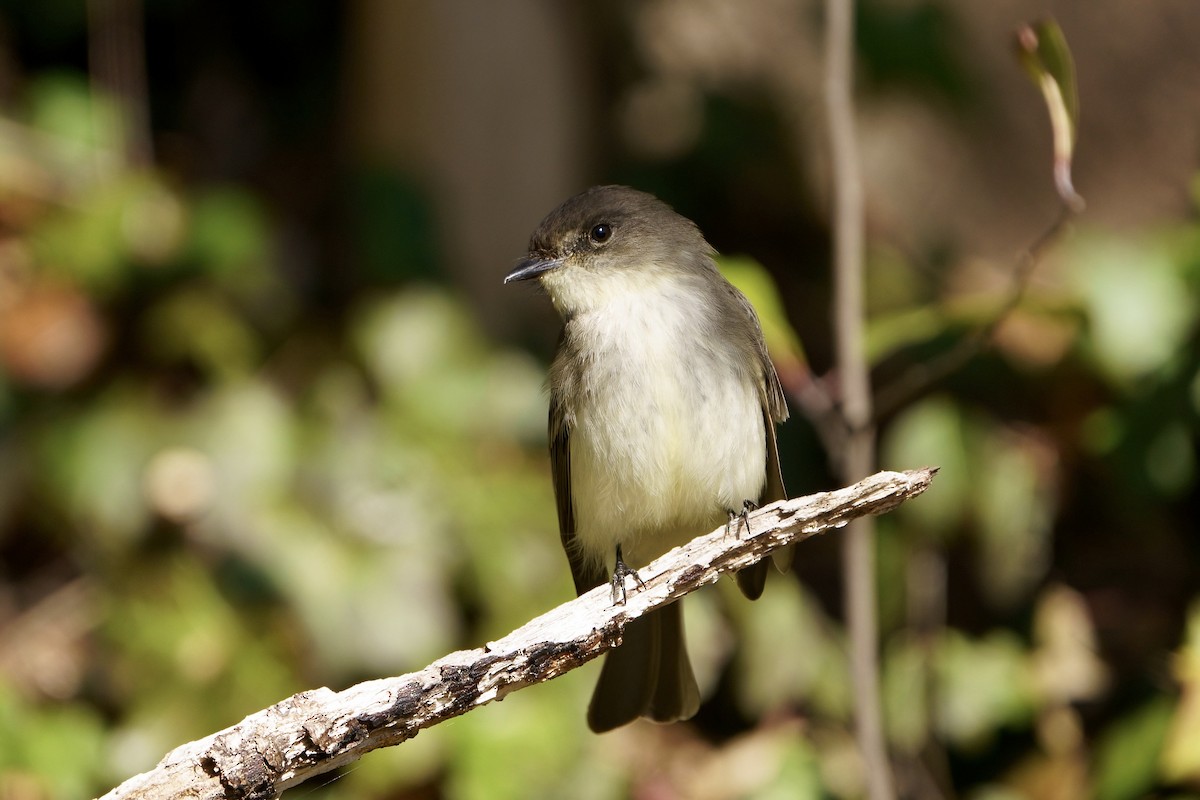 Eastern Phoebe - ML615313287