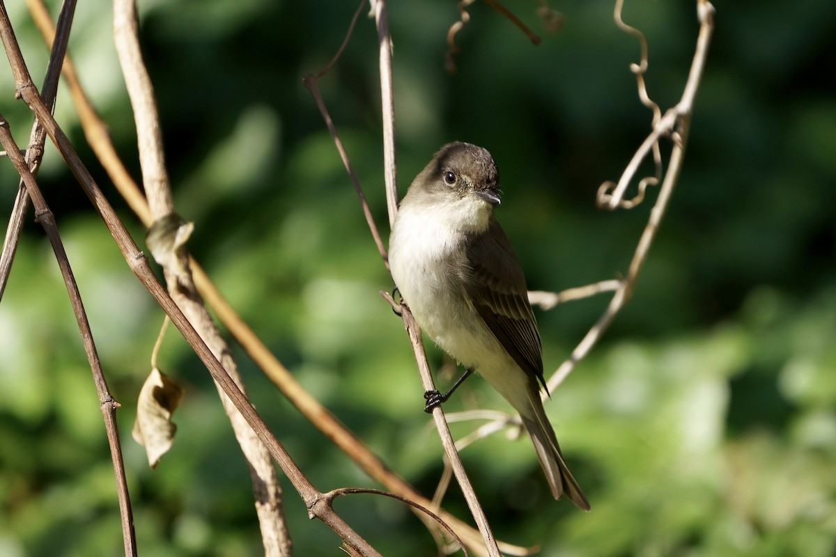 Eastern Phoebe - Mitchell Dart