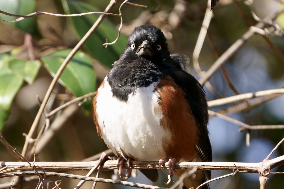 Eastern Towhee (White-eyed) - ML615313303