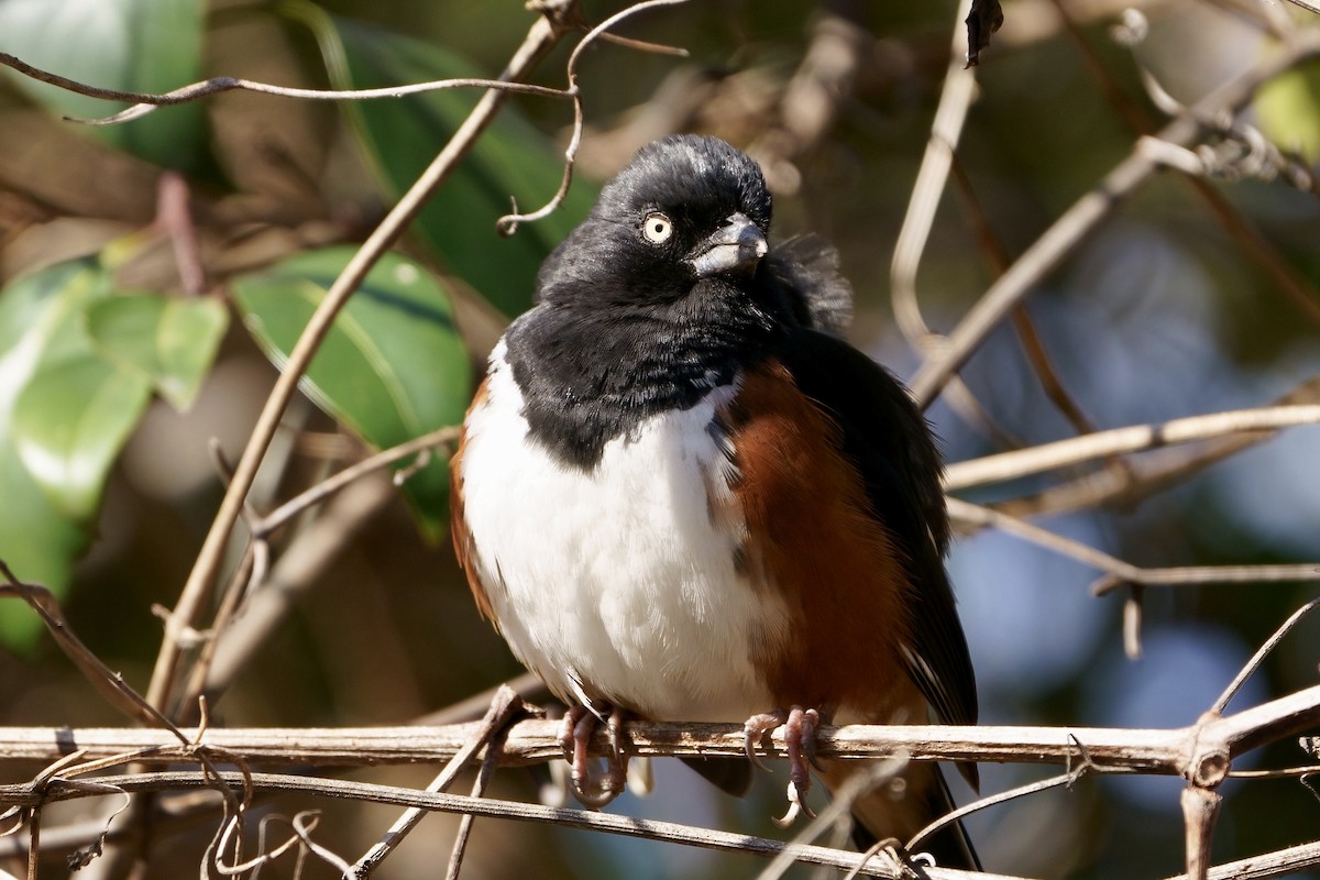 Eastern Towhee (White-eyed) - ML615313304