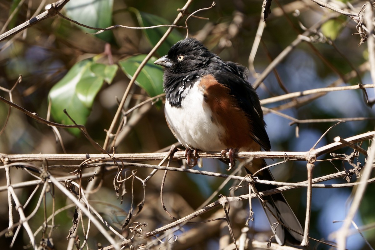 Eastern Towhee (White-eyed) - ML615313305