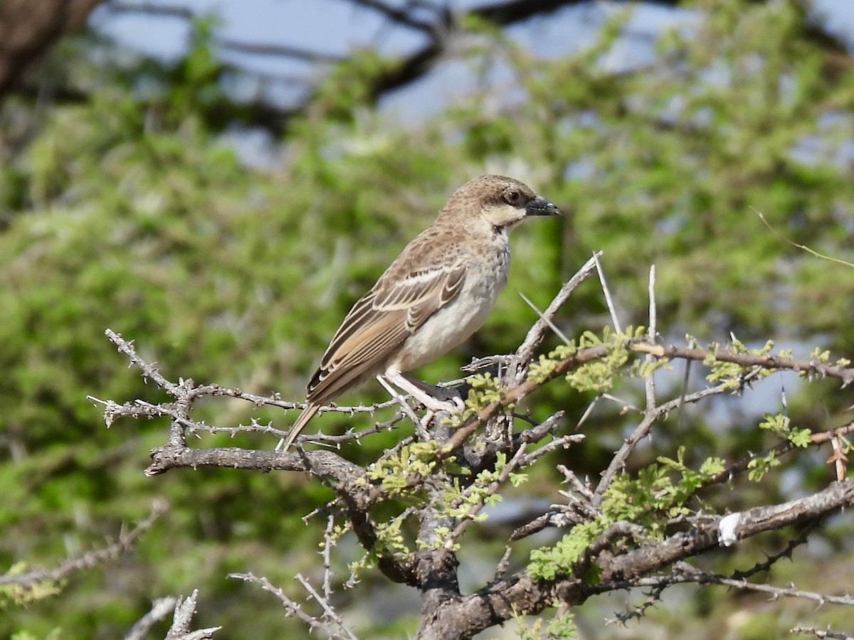 Donaldson Smith's Sparrow-Weaver - ML615313312