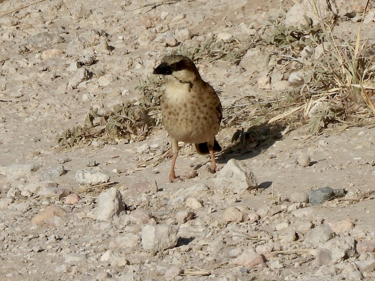 Donaldson Smith's Sparrow-Weaver - ML615313313