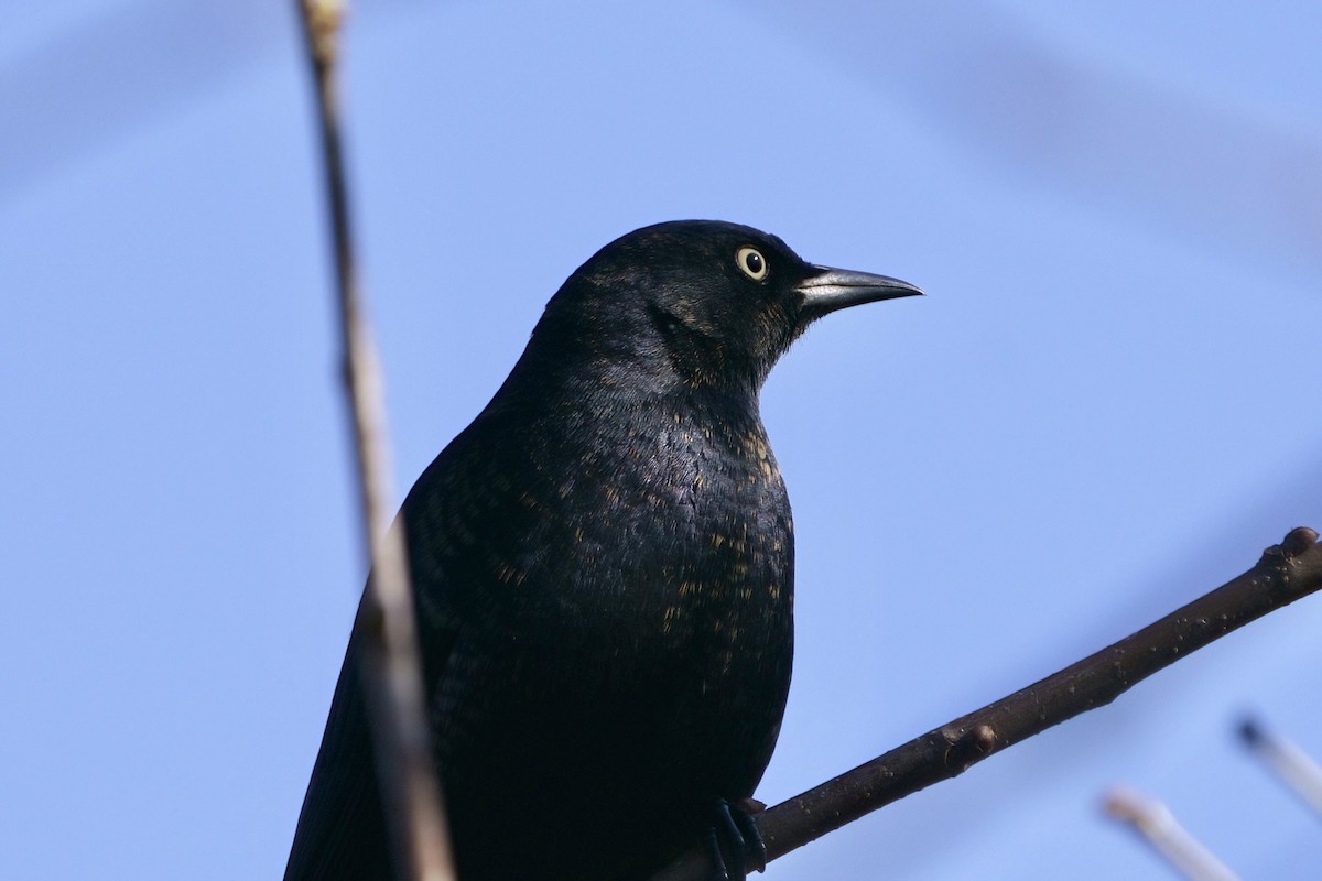 Rusty Blackbird - Mitchell Dart